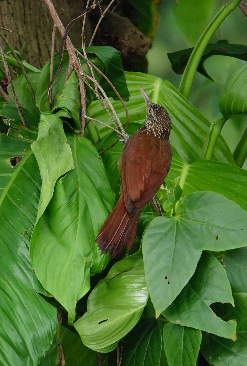 Straight-billed Woodcreeper - Vincent Rufray