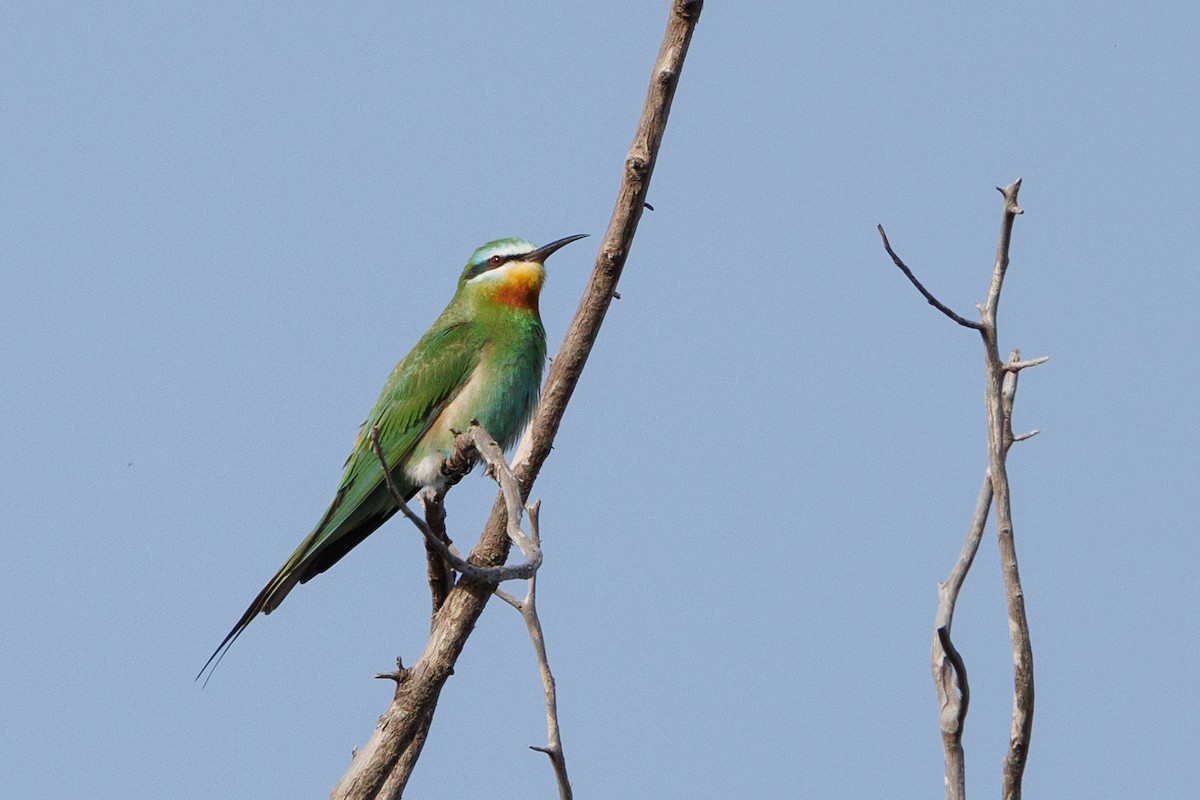 Blue-cheeked Bee-eater - ML618095539