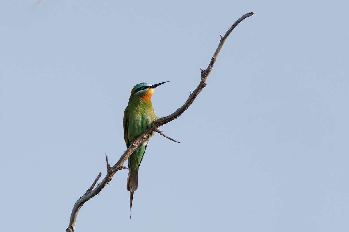 Blue-cheeked Bee-eater - ML618095540