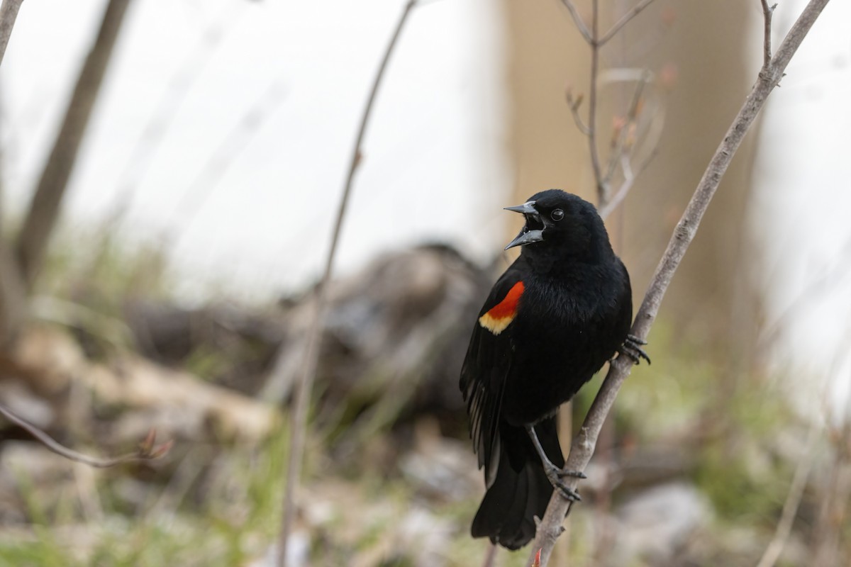 Red-winged Blackbird (Red-winged) - ML618095550