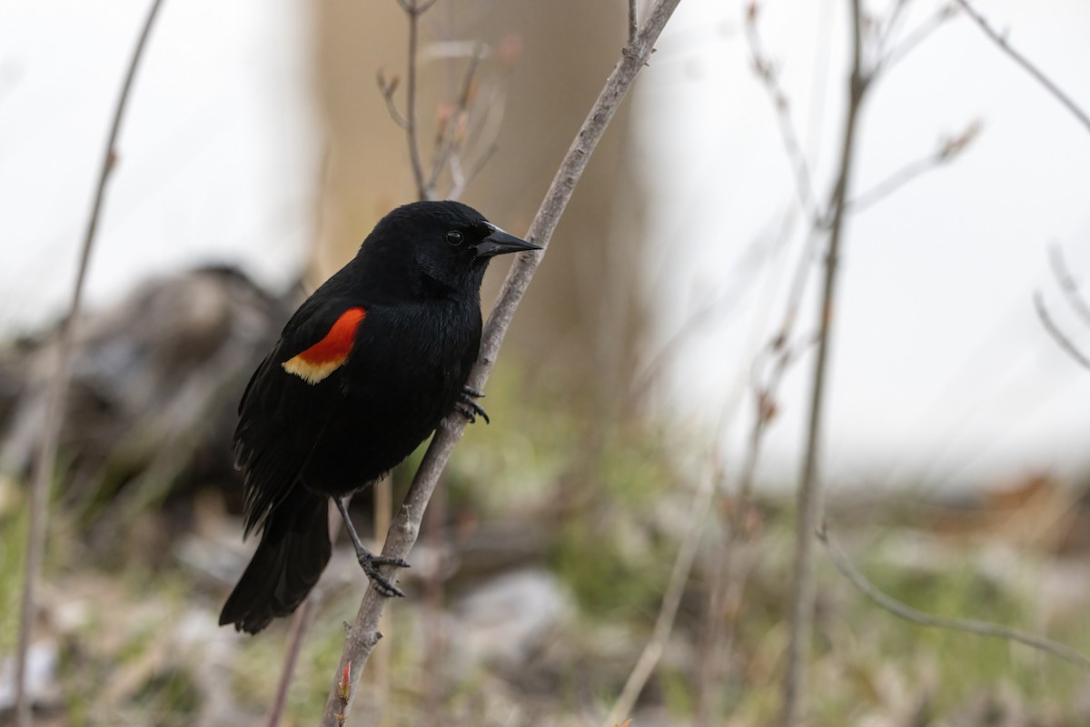 Red-winged Blackbird (Red-winged) - Cody Bassindale