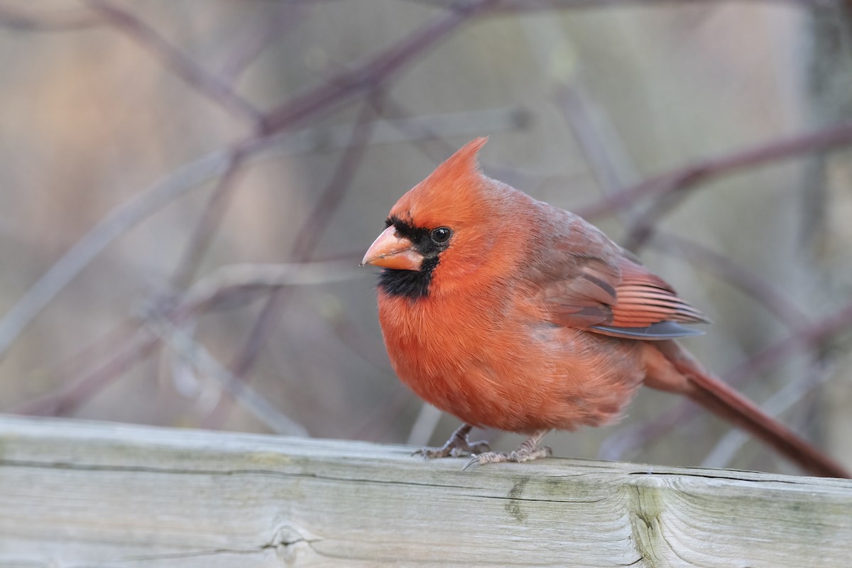 Красный кардинал [группа cardinalis] - ML618095555