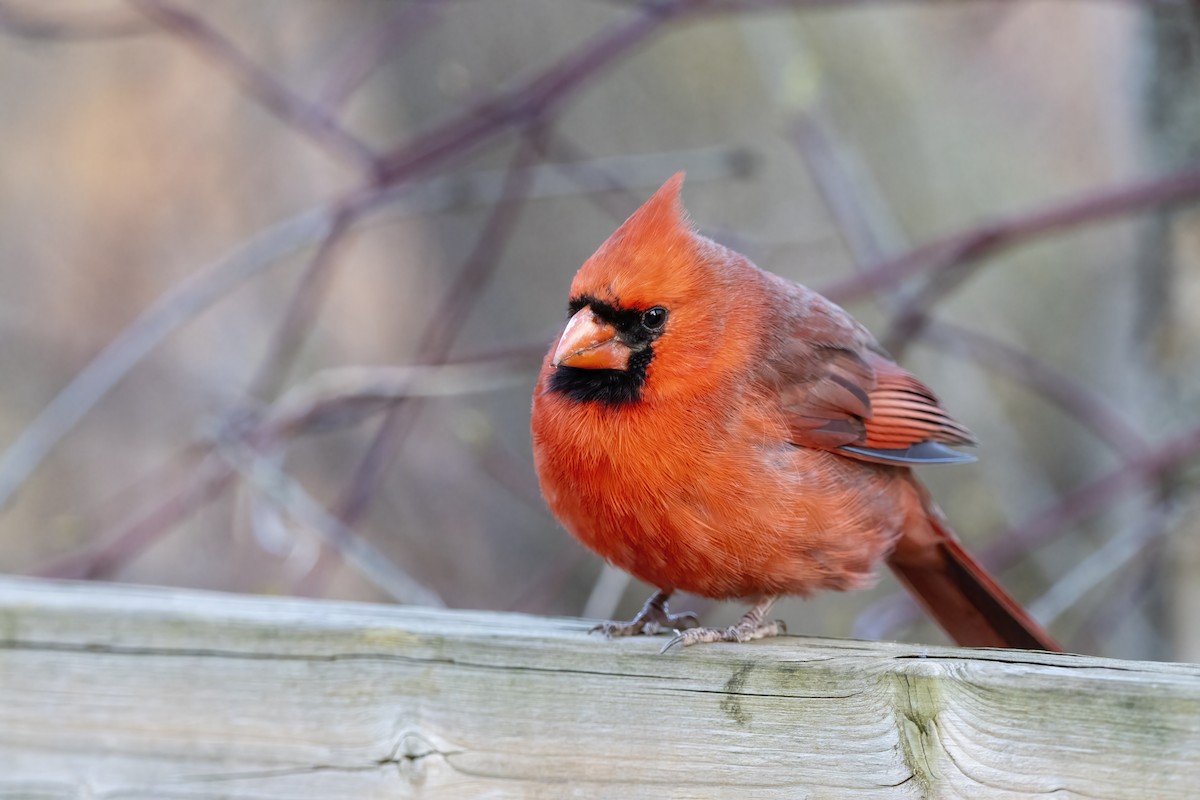Cardinal rouge (groupe cardinalis) - ML618095556