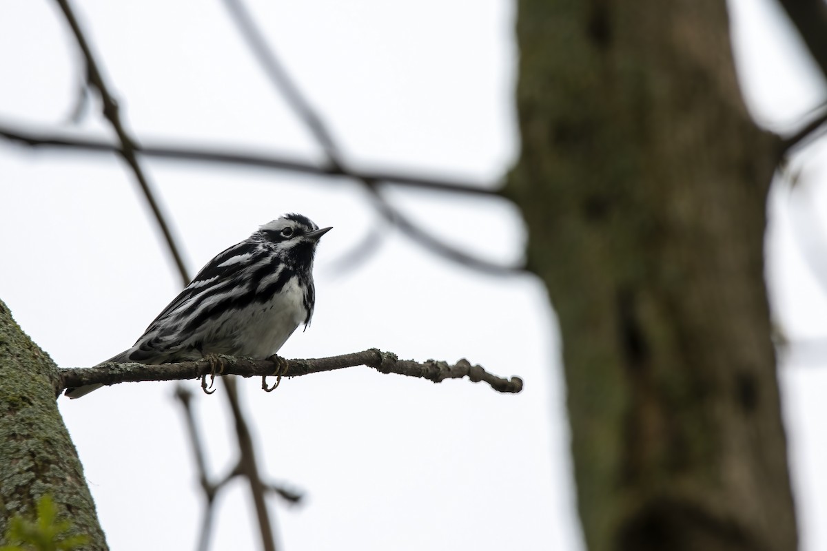 Black-and-white Warbler - ML618095573