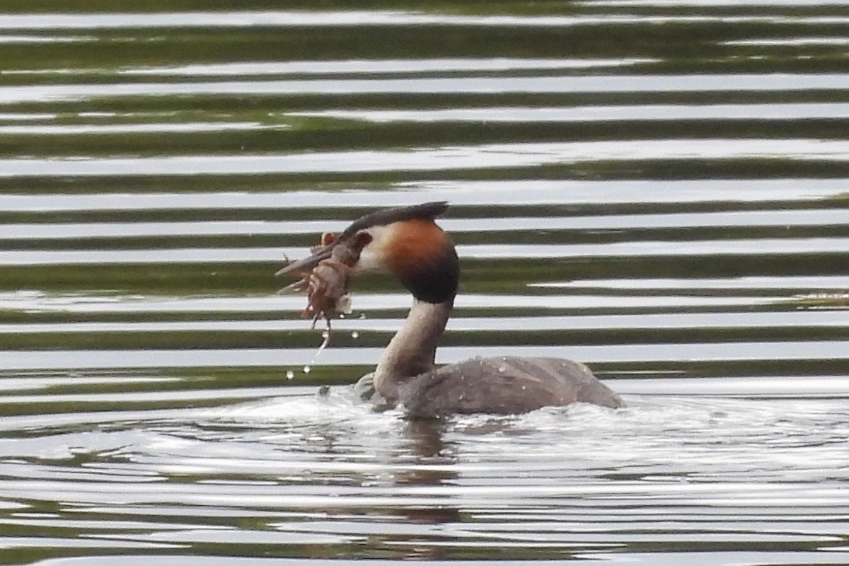 Great Crested Grebe - ML618095620