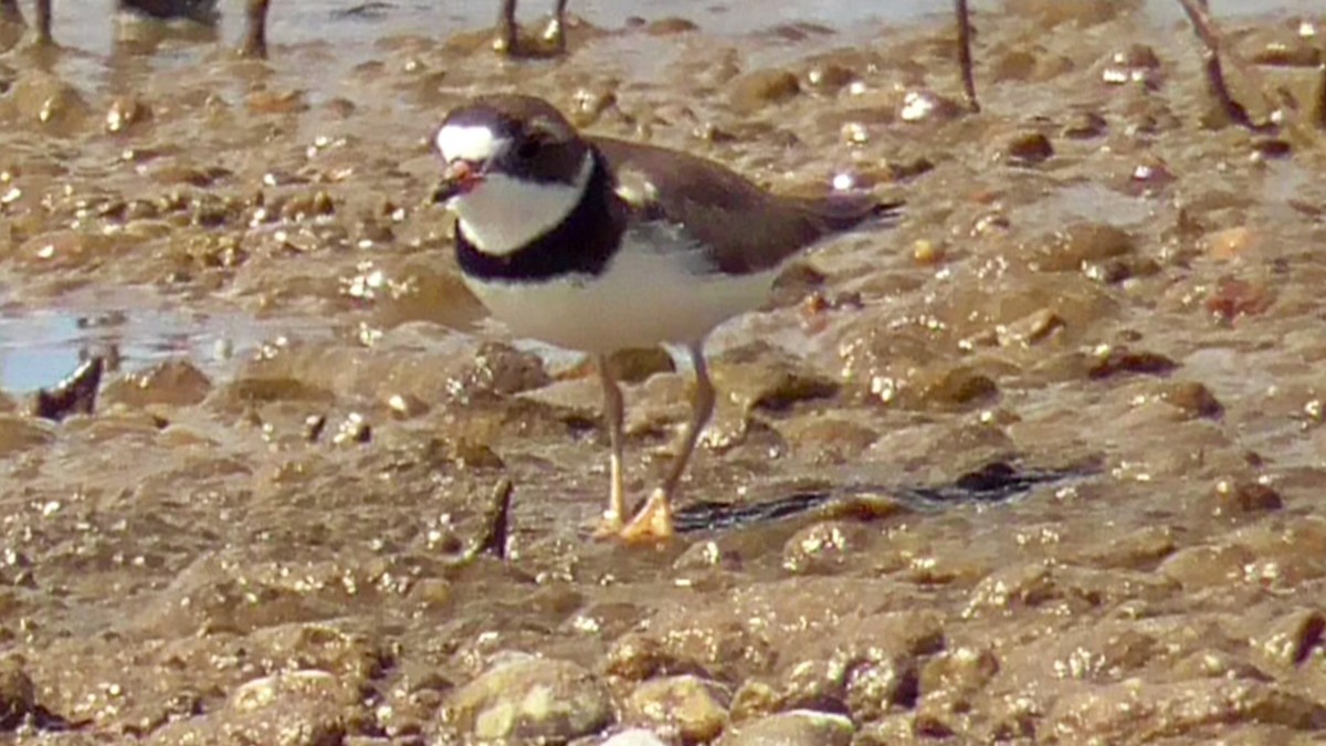 Semipalmated Plover - ML618095626
