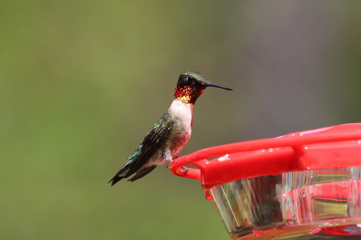 Ruby-throated Hummingbird - ML618095654