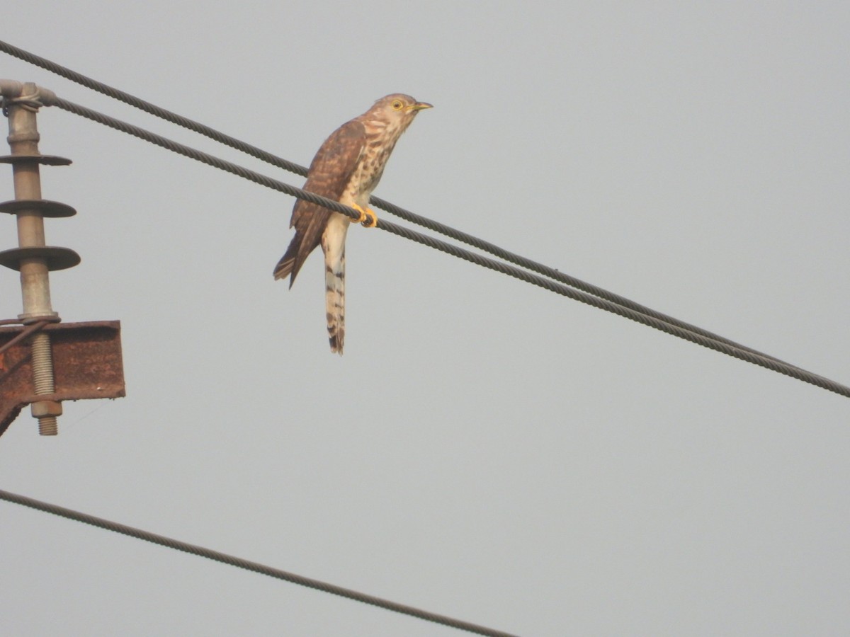 Common Hawk-Cuckoo - Chaiti Banerjee