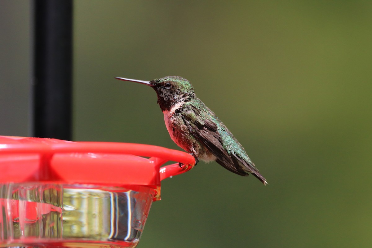 Ruby-throated Hummingbird - ML618095657