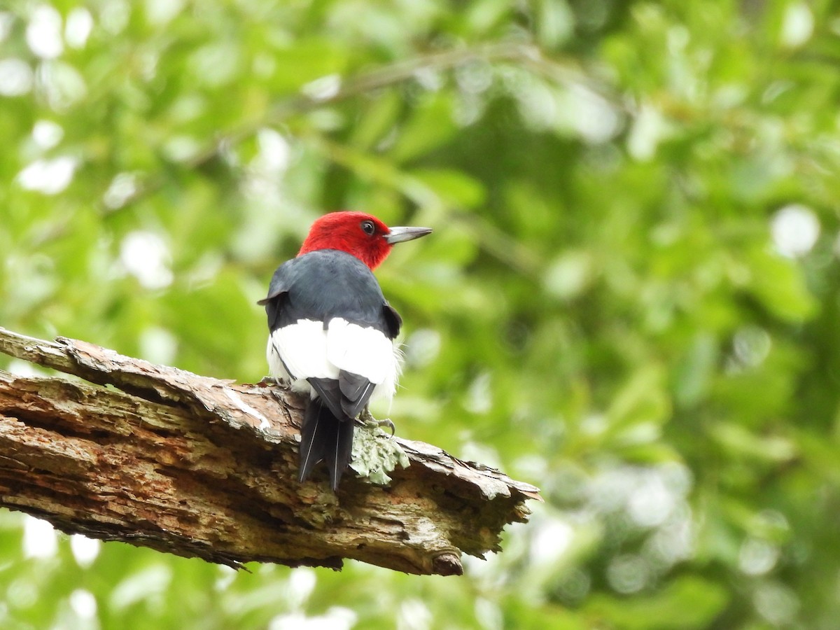 Red-headed Woodpecker - ML618095673