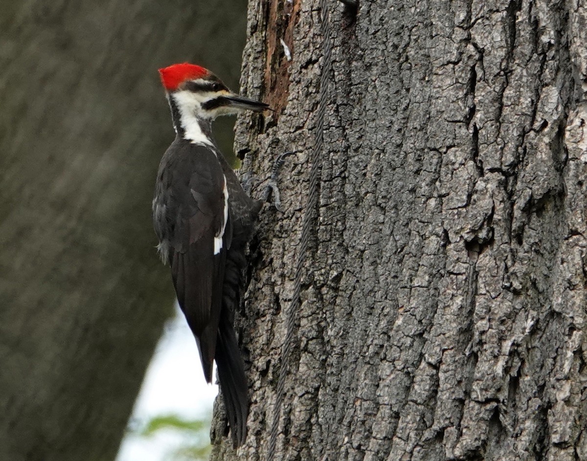 Pileated Woodpecker - ML618095690