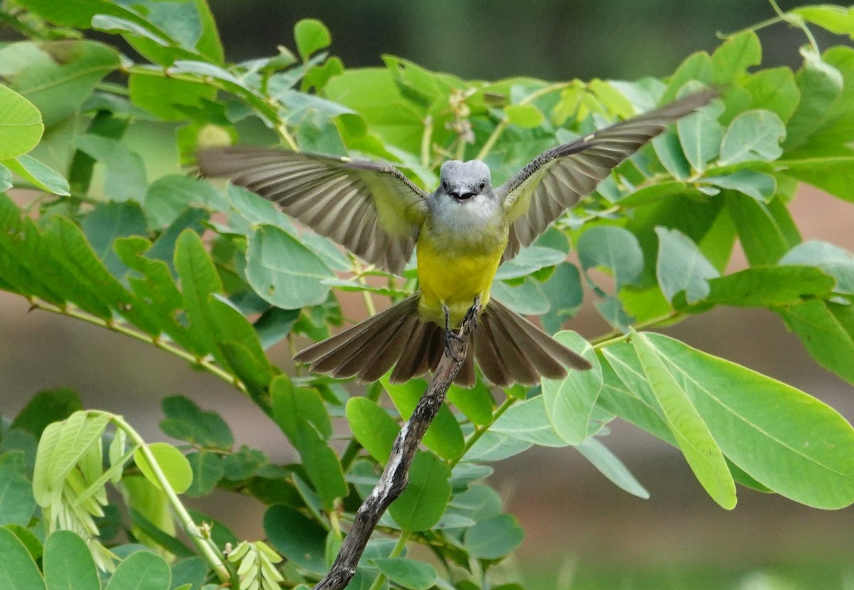 Tropical Kingbird - Vincent Rufray