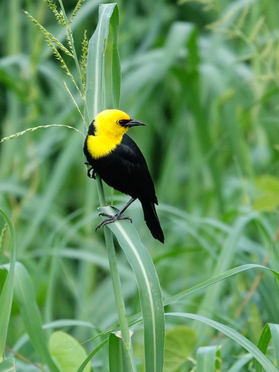 Yellow-hooded Blackbird - ML618095719