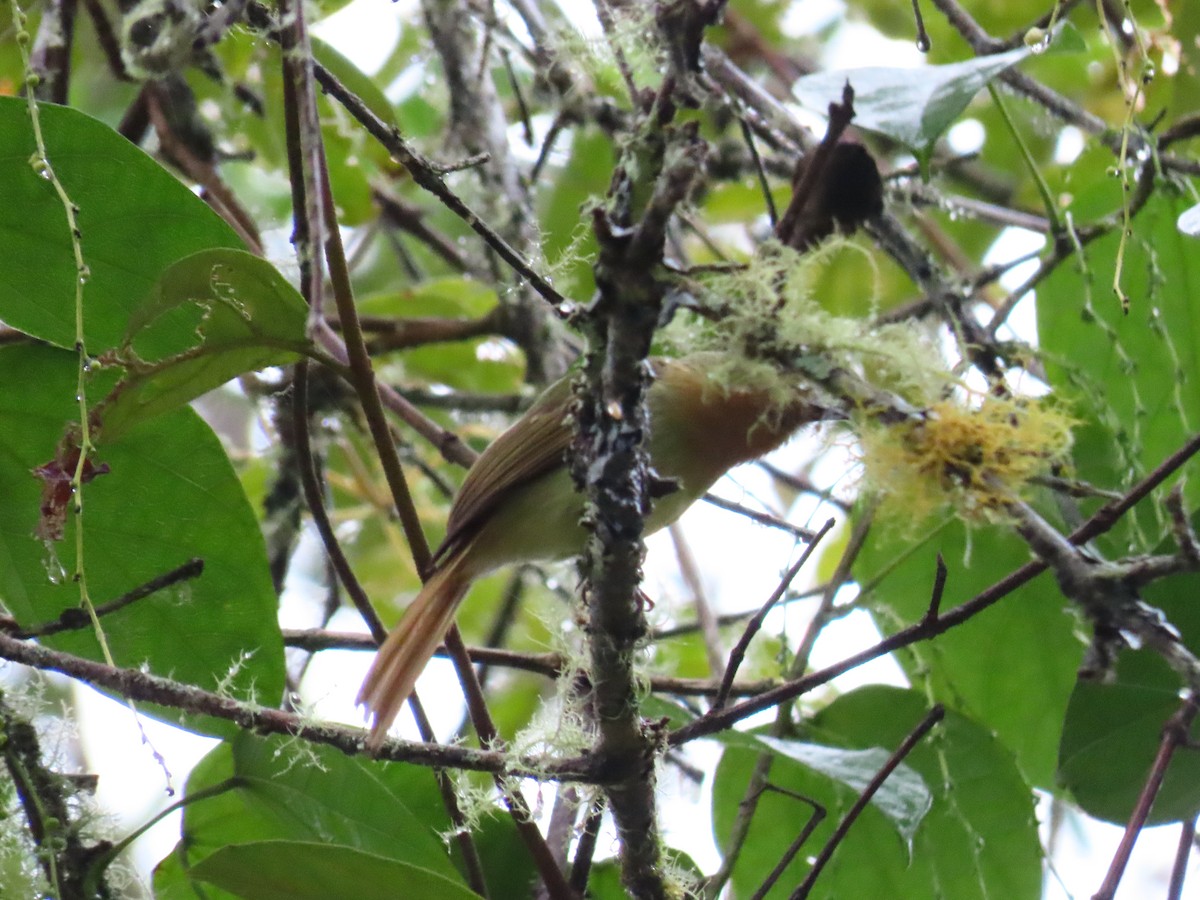Rufous-breasted Flycatcher - ML618095731