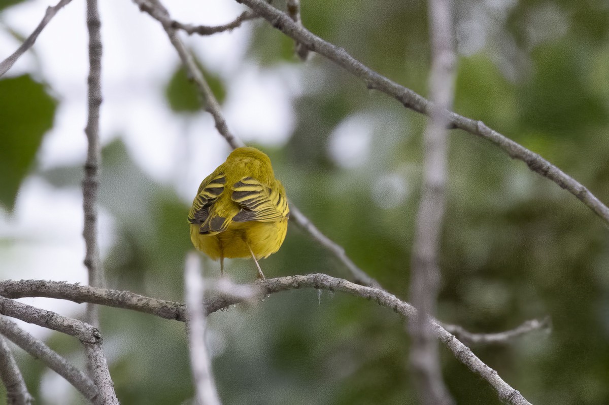 Yellow Warbler - ML618095741