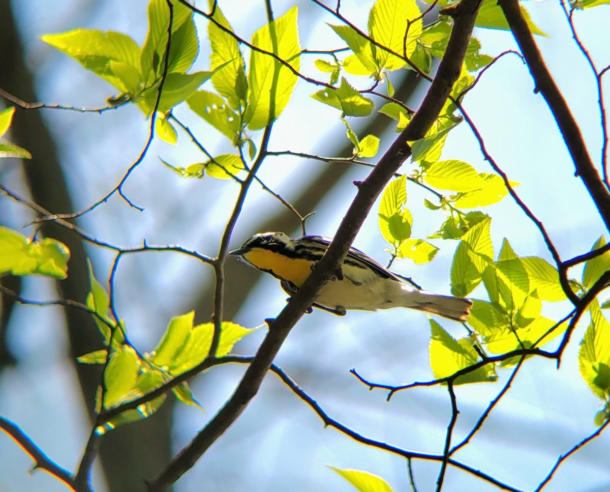 Yellow-throated Warbler - ML618095746