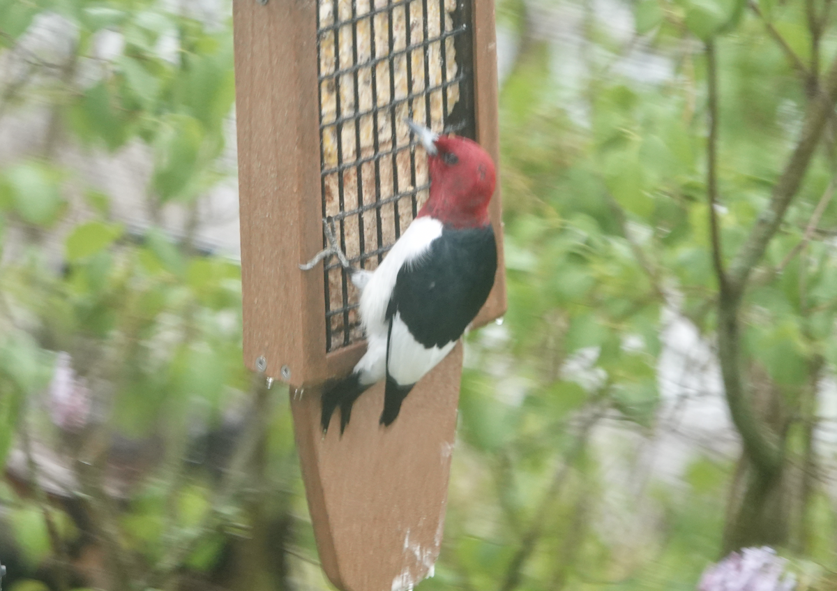 Red-headed Woodpecker - Bart Williams