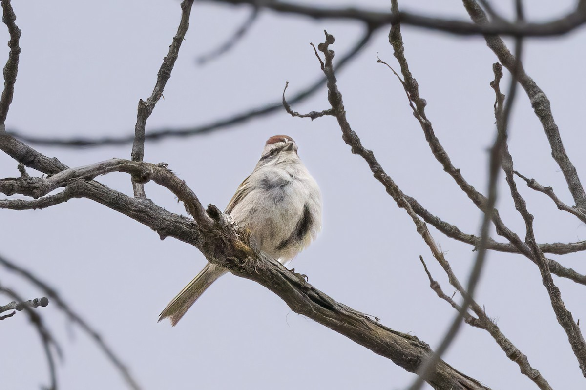 Chipping Sparrow - ML618095790