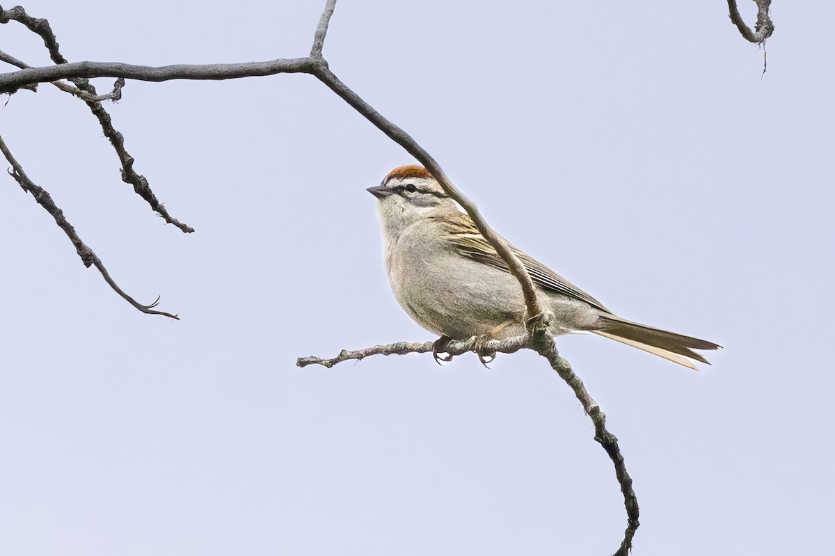 Chipping Sparrow - ML618095792