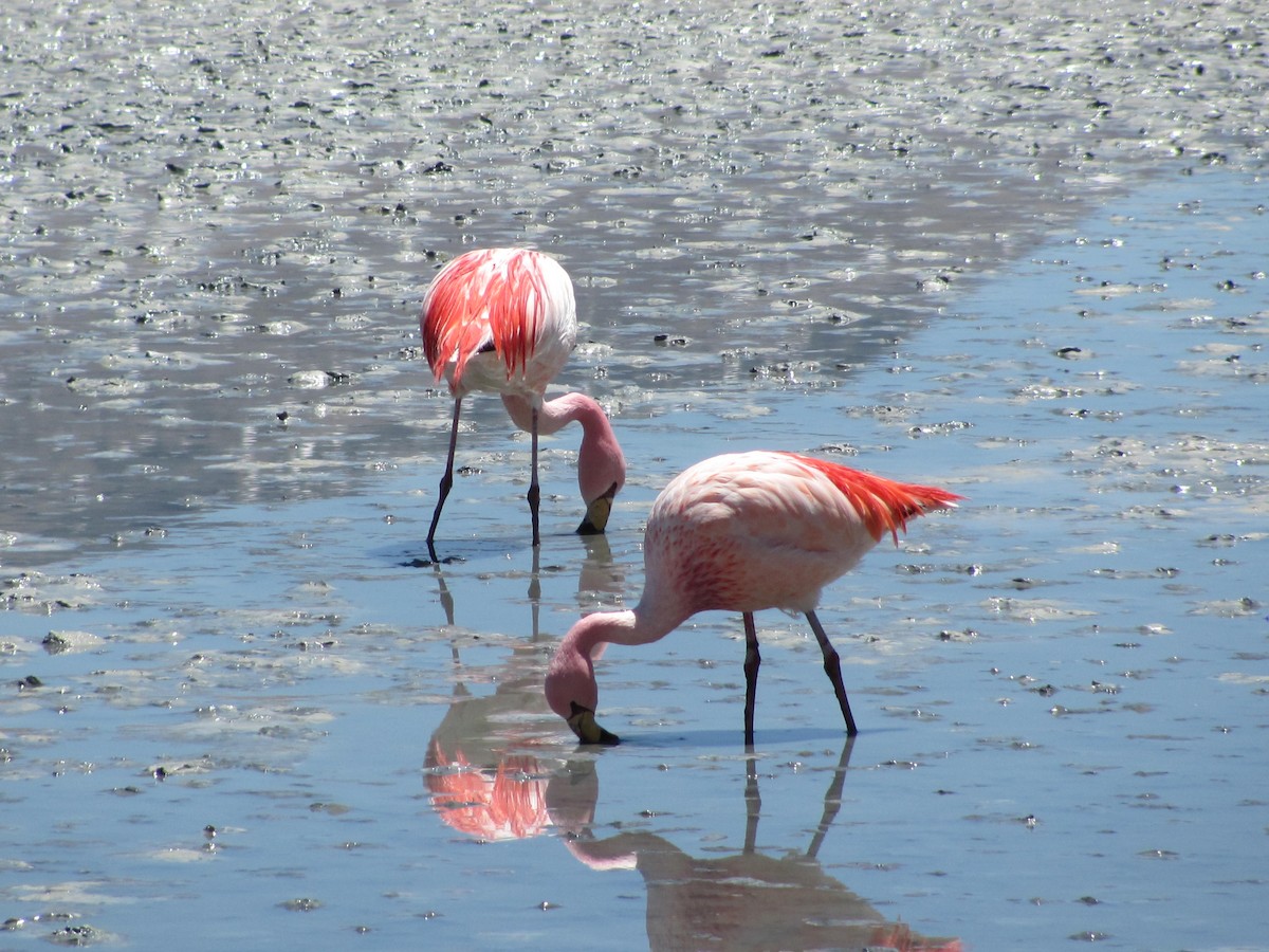 James's Flamingo - Marco Costa