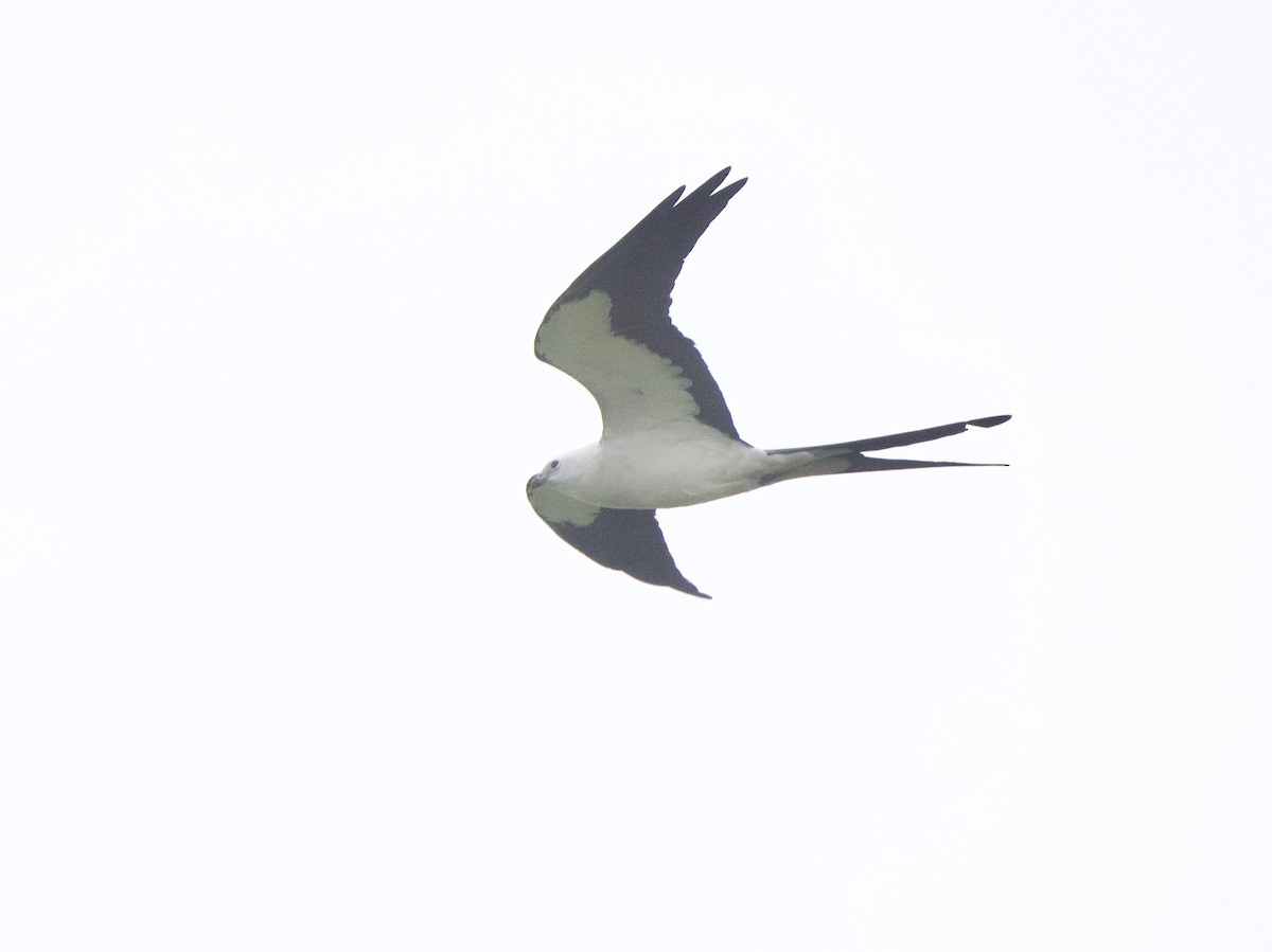 Swallow-tailed Kite - Gautam Apte