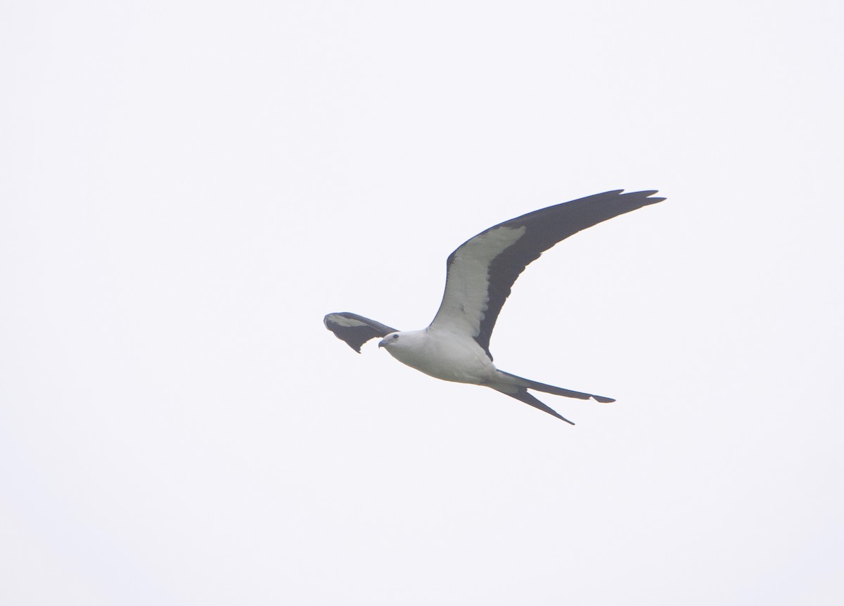 Swallow-tailed Kite - Gautam Apte