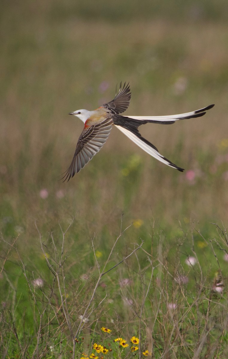 Scissor-tailed Flycatcher - Gautam Apte