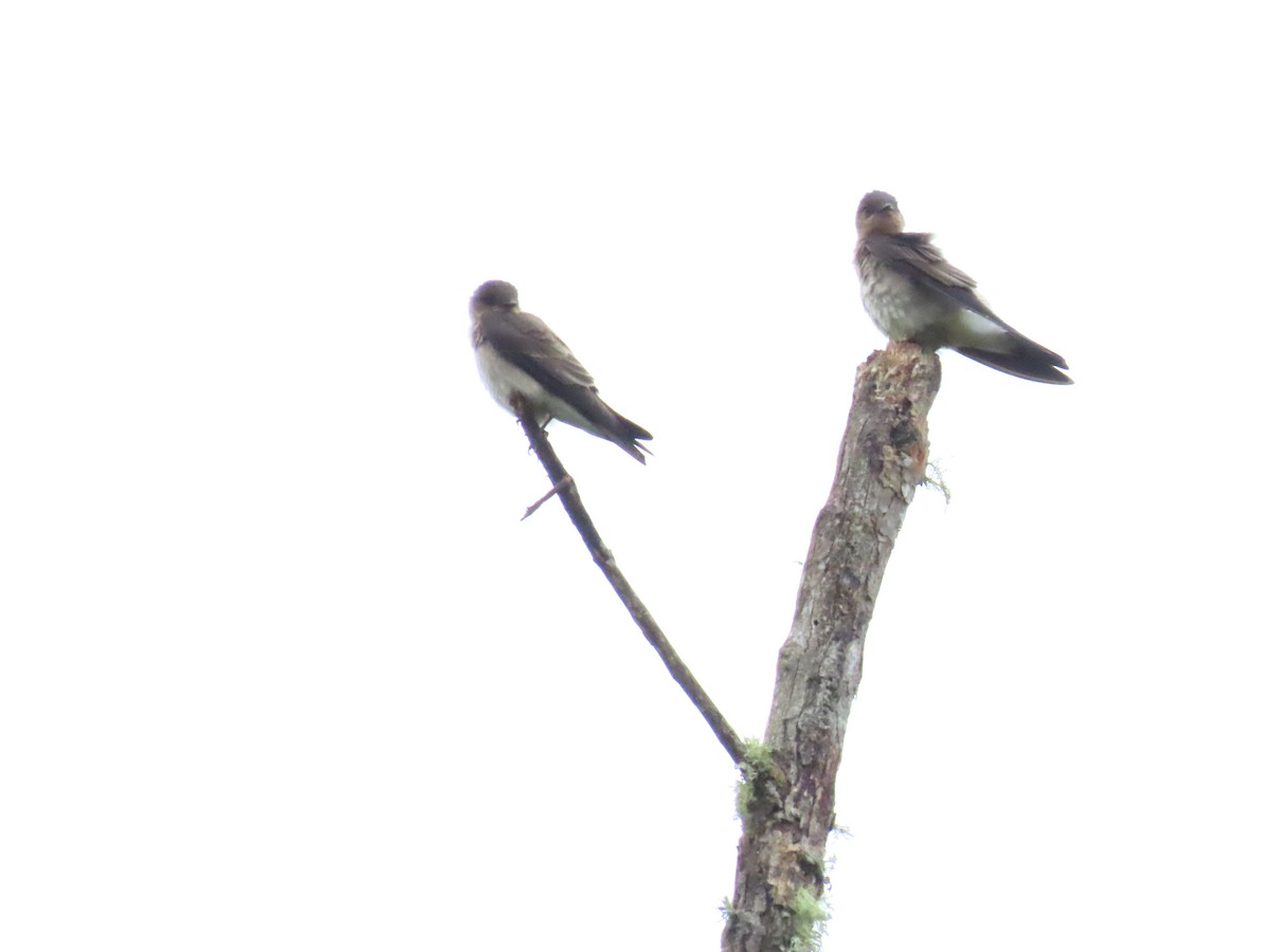 Southern Rough-winged Swallow - ML618095849