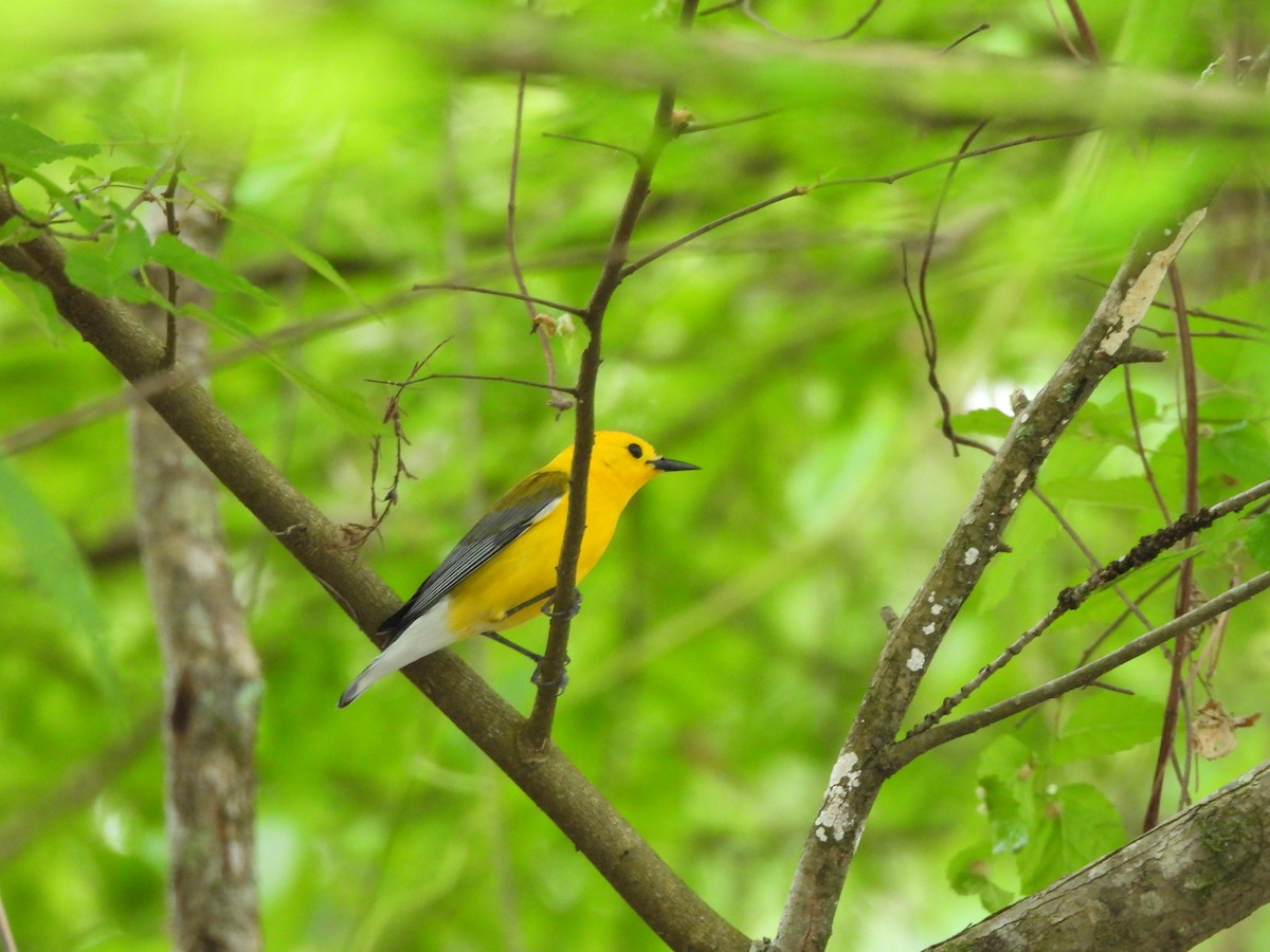 Prothonotary Warbler - ML618095861