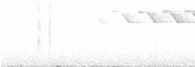 lesňáček černobílý - ML618095869