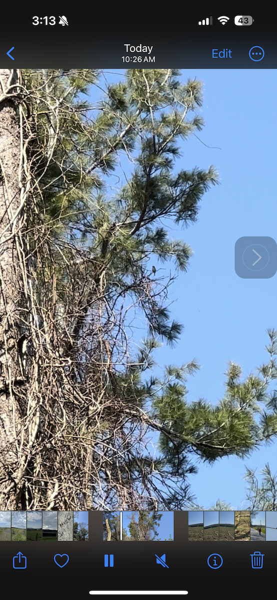 Pine Warbler - ML618095913