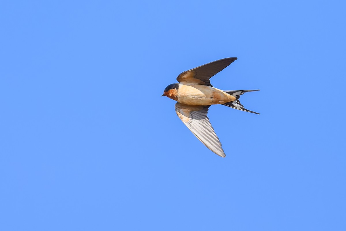 Barn Swallow - ML618095927