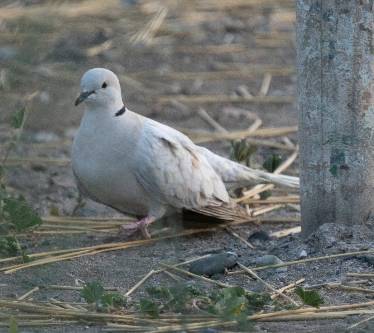 African Collared-Dove - Aitor gil guruceaga