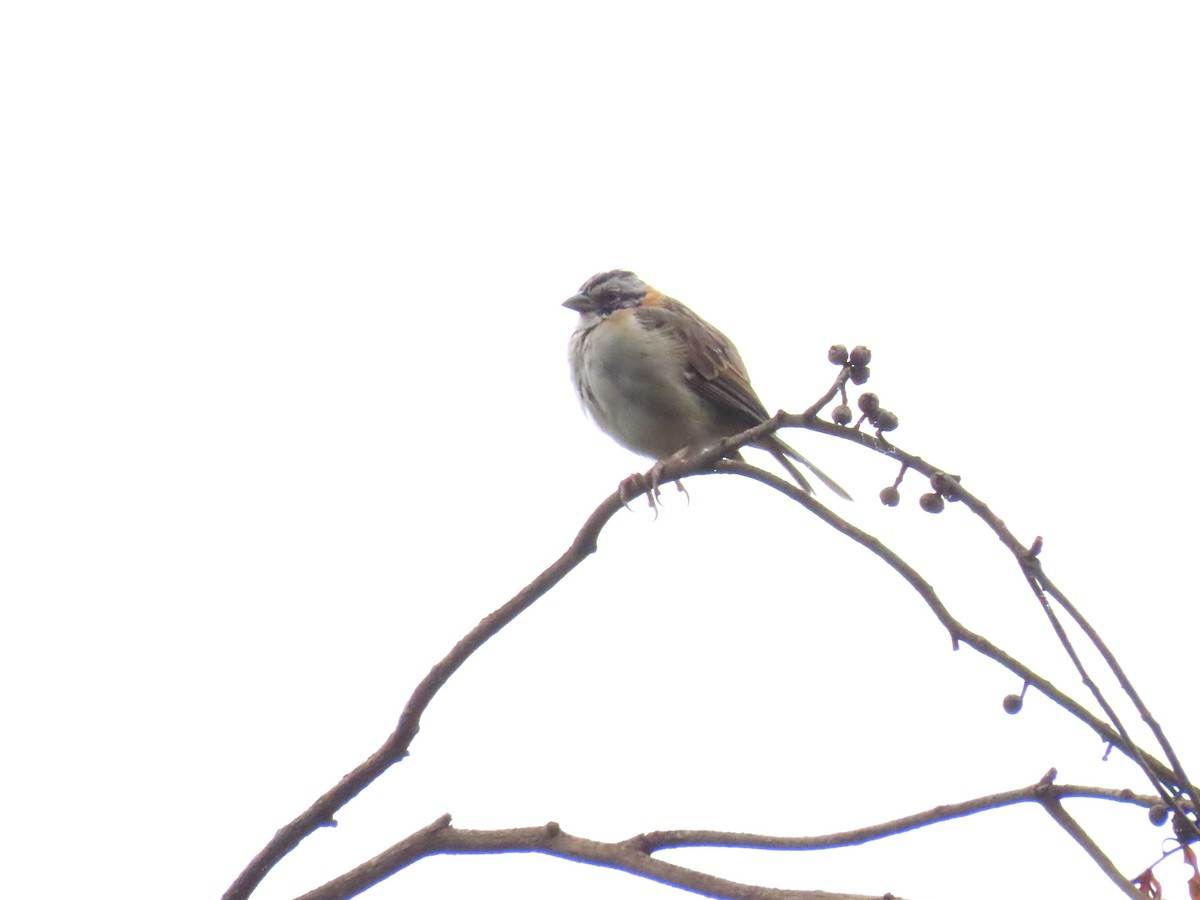 Rufous-collared Sparrow - ML618095938