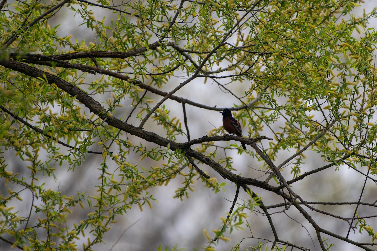 Orchard Oriole - ML618095940