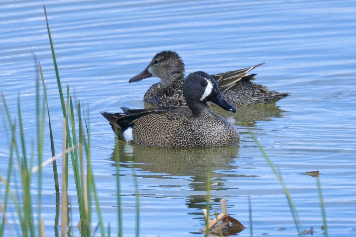 Blue-winged Teal - ML618095967