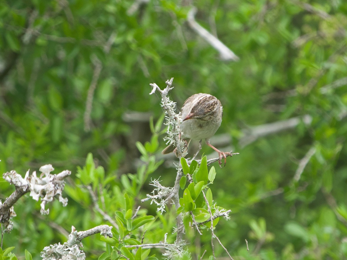 Clay-colored Sparrow - ML618095981
