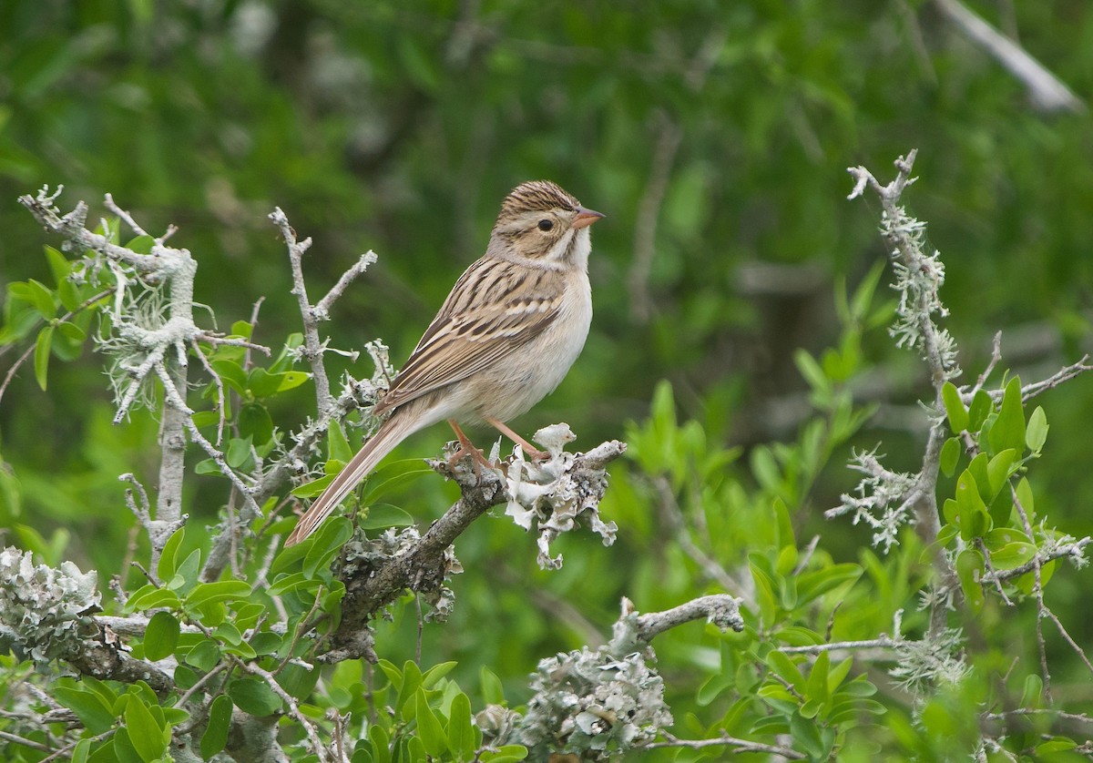 Clay-colored Sparrow - ML618095982