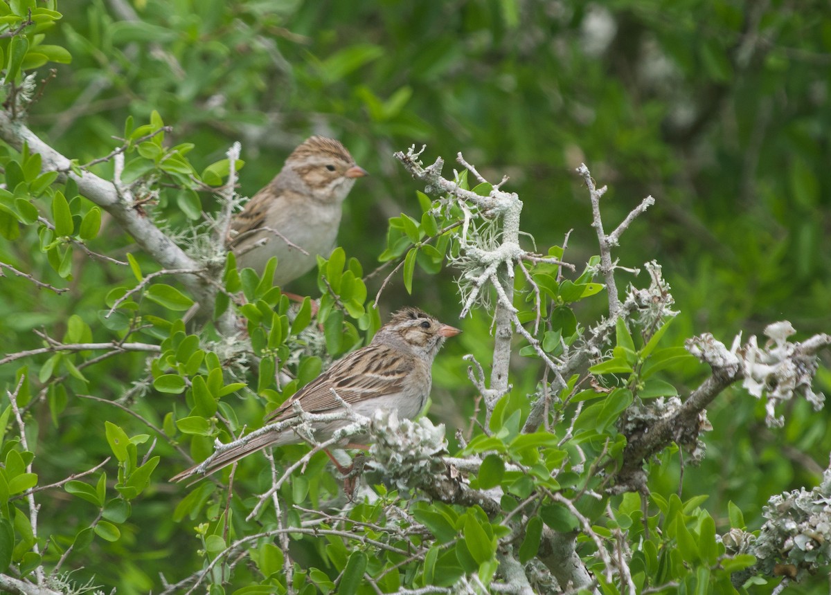 Clay-colored Sparrow - Gautam Apte
