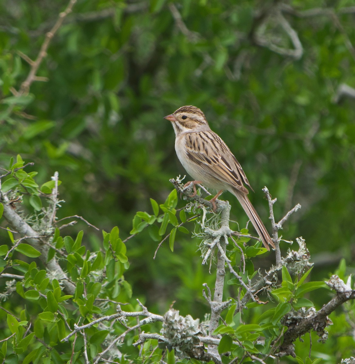 Clay-colored Sparrow - ML618095985