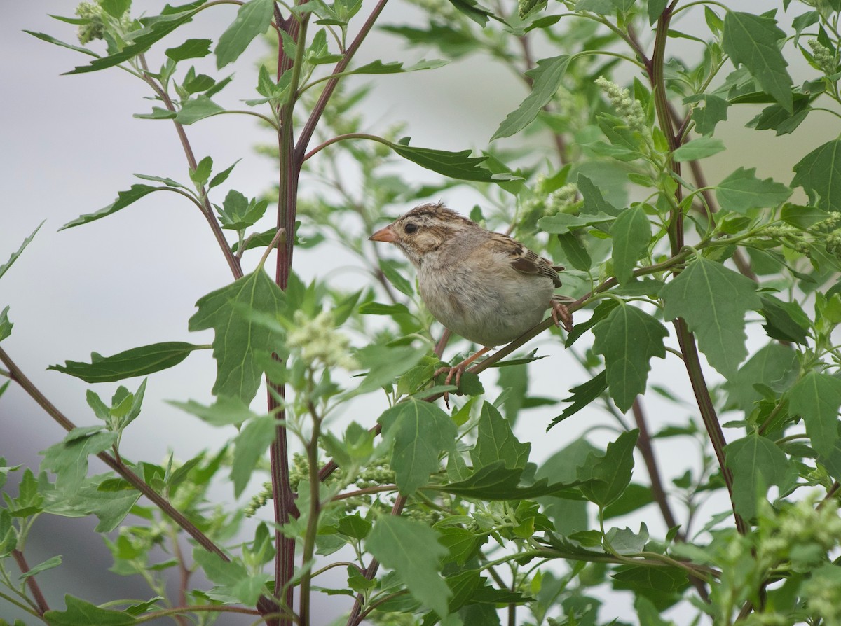 Clay-colored Sparrow - ML618095986