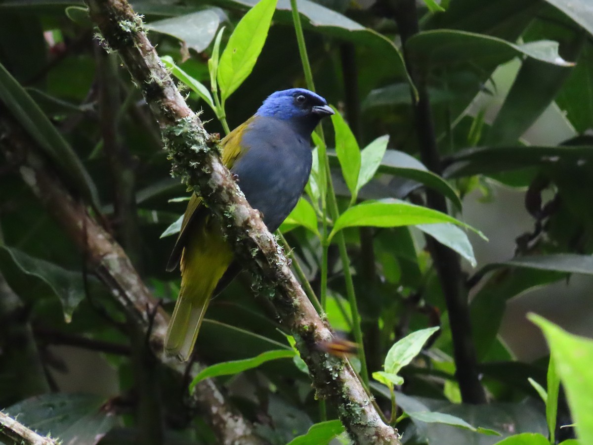 Blue-capped Tanager - ML618096007