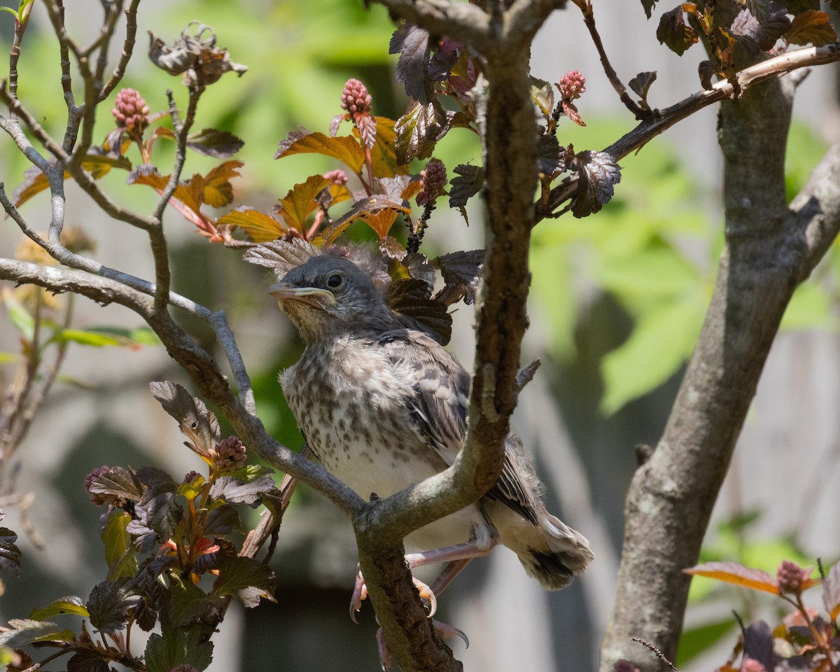 Northern Mockingbird - Dixie Sommers