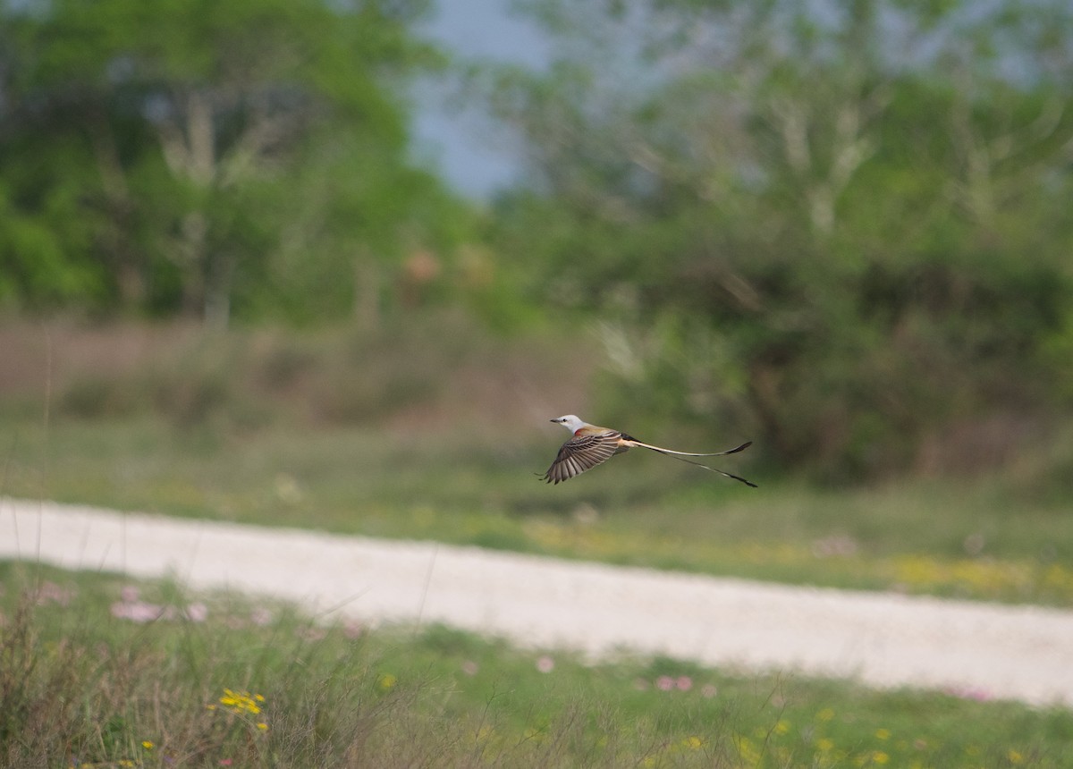 Scissor-tailed Flycatcher - Gautam Apte