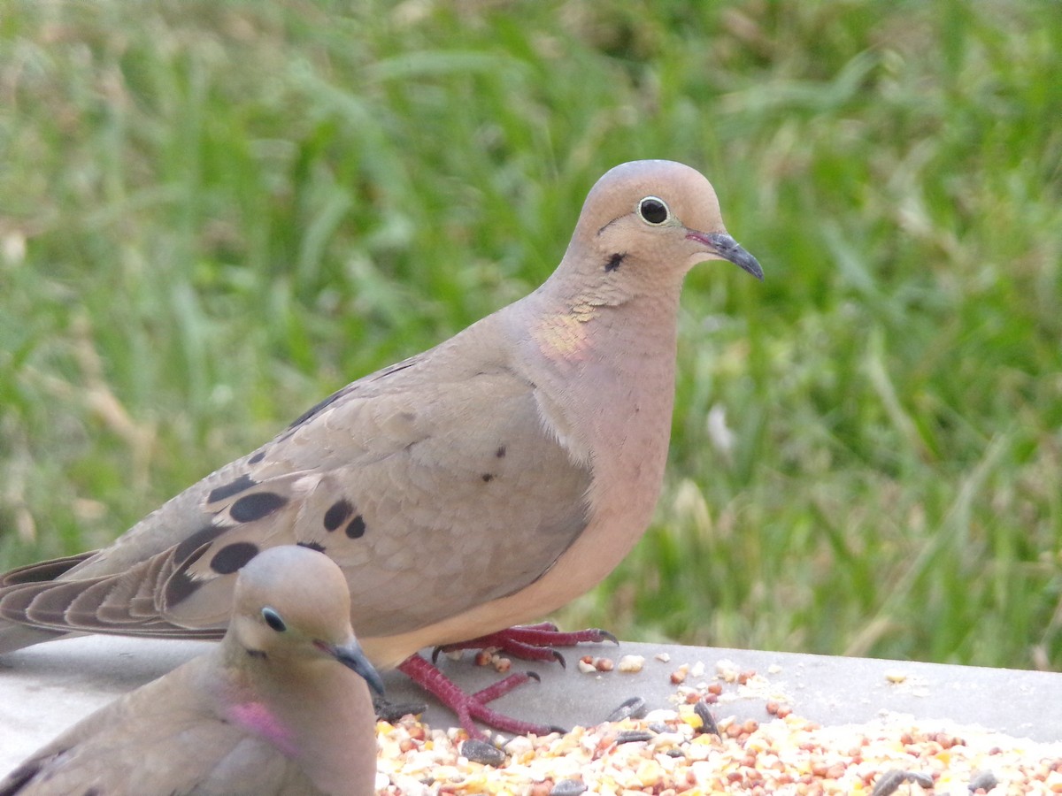 Mourning Dove - Texas Bird Family