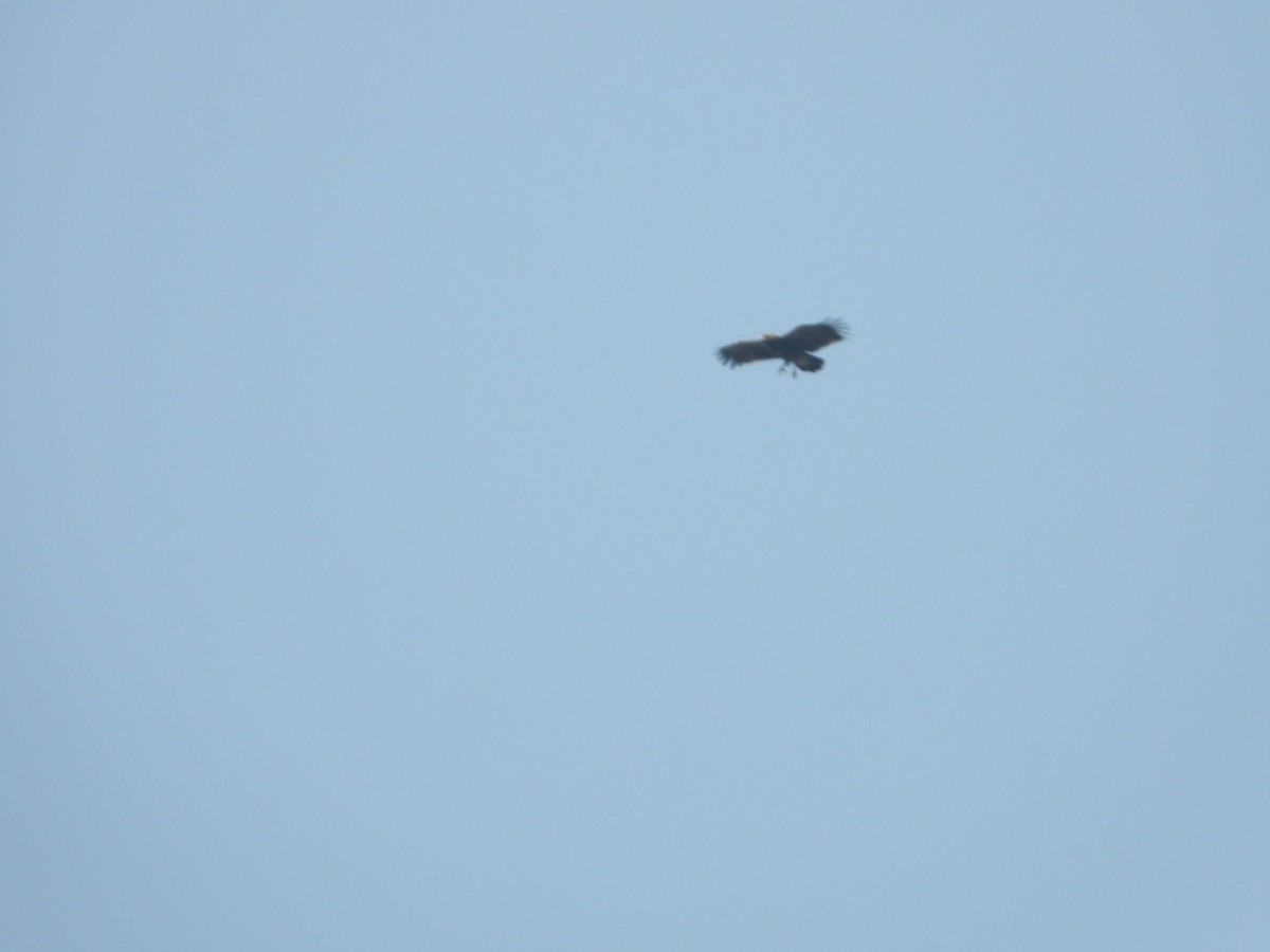 Indian Spotted Eagle - ML618096154