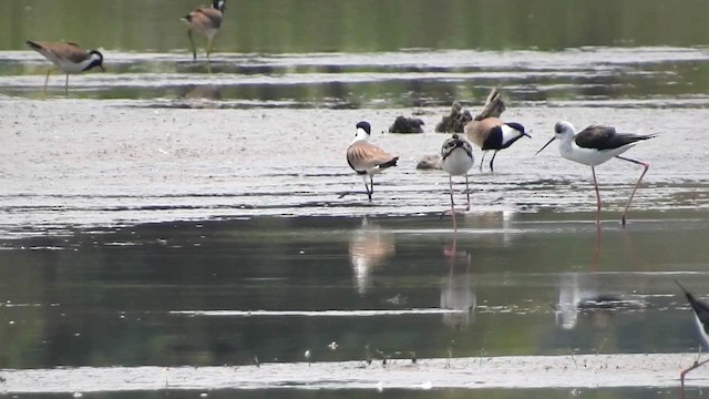 Spur-winged Lapwing - ML618096188