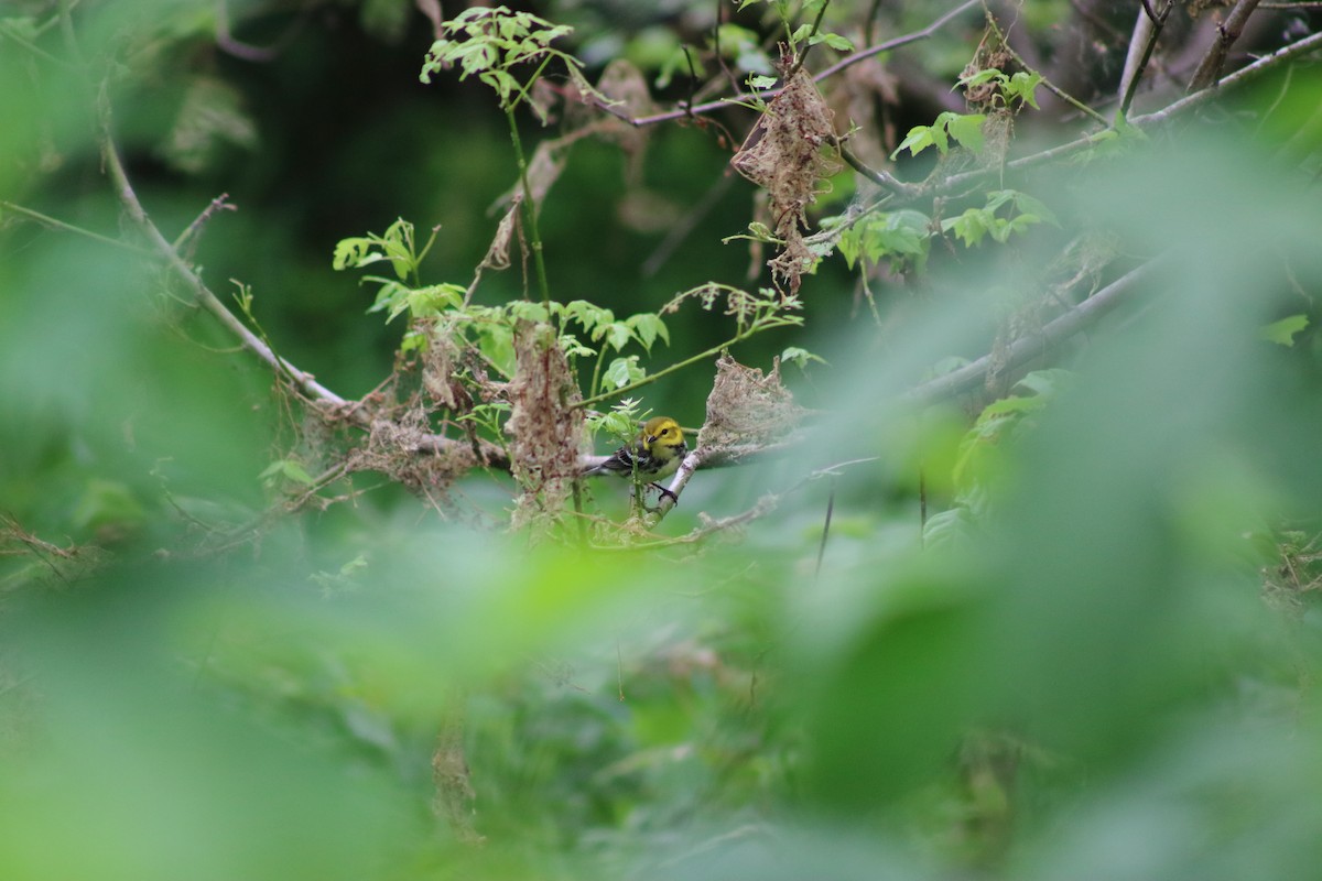 Black-throated Green Warbler - ML618096195