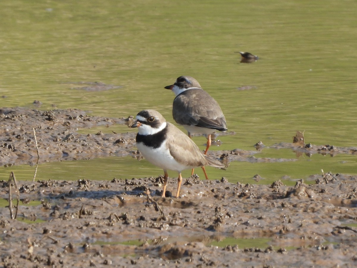 Semipalmated Plover - ML618096196