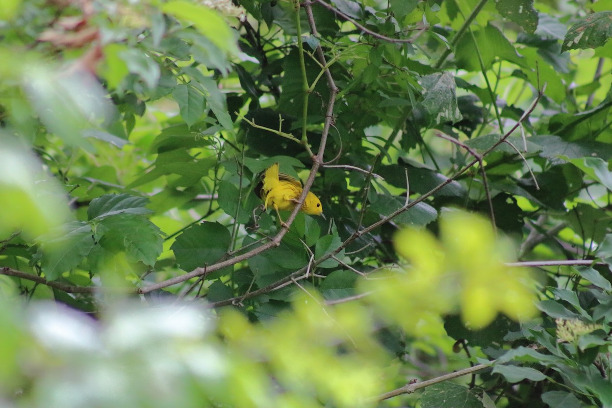 Yellow Warbler - K R